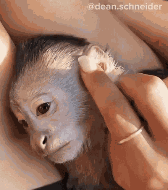 Petting A Monkey Dean Schneider GIF