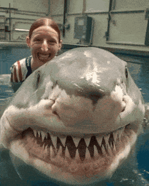 Petting Shark Ai GIF