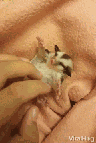 Petting Sugar Glider GIF