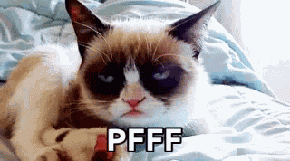 Pff Cats GIF