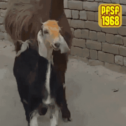 Pfsf1968 Goats GIF