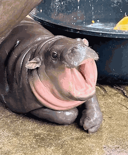 Phatearl GIF