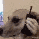 Phone Dog GIF