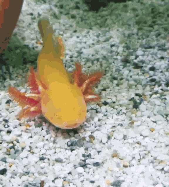 Photobomb Axolotl GIF