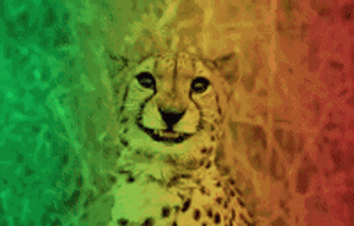 Photogenic Cheetah GIF