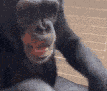 Piano Monkey GIF