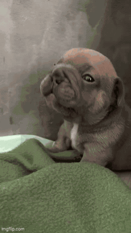 Pibble Crying Puppy GIF