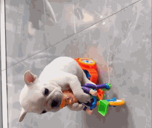 Pibble Gmail GIF