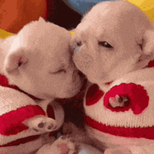 Pibble Gmail GIF