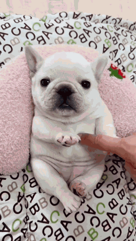 Pibble Gmail GIF