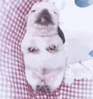 Pibble Kawaii Cute GIF