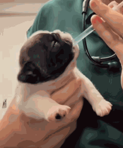 Pibble GIF