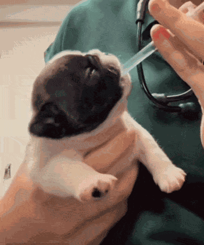 Pibbles GIF