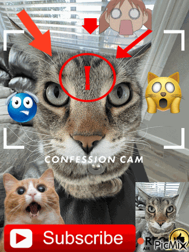 Picmix Funny Cat GIF