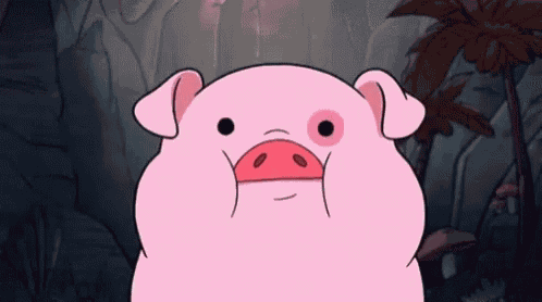 Pig Cuteness GIF