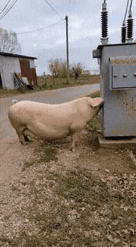 Pig Electric Shock GIF