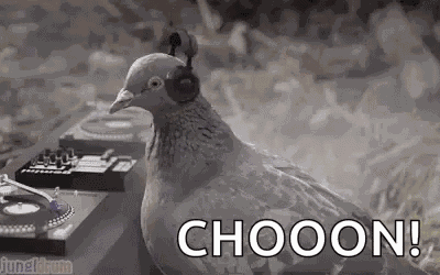 Pigeon Bird GIF