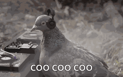 Pigeon Bird GIF