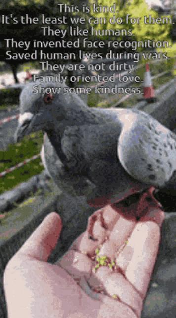 Pigeon Dove GIF