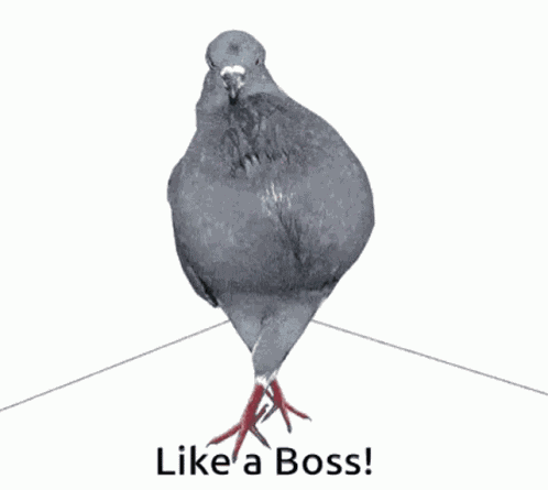 Pigeon Dove Like A Boss GIF