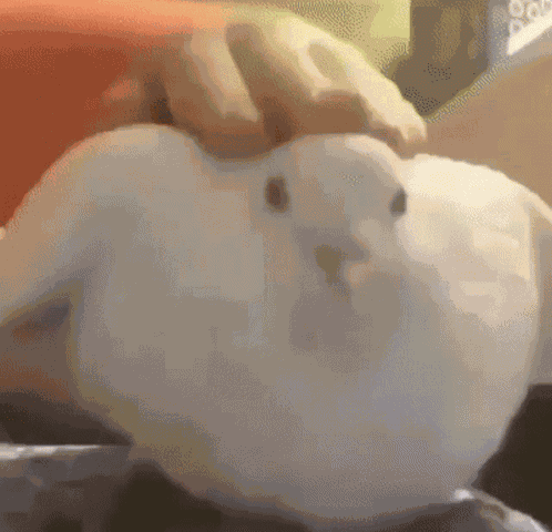 Pigeon GIF