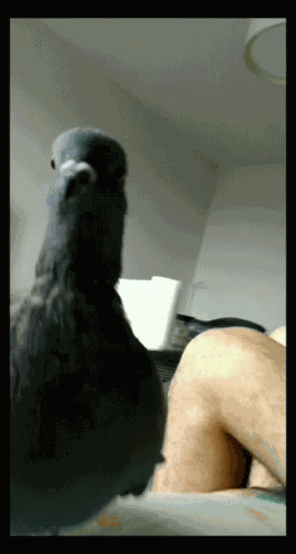 Pigeon Fazi GIF