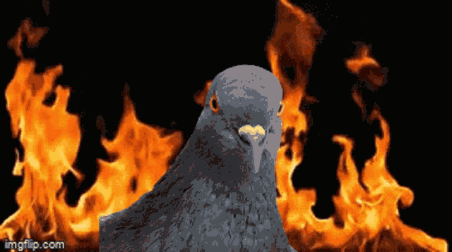 Pigeon Fire GIF