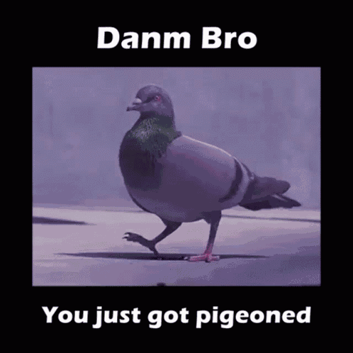 Pigeon Get Pigeoned GIF