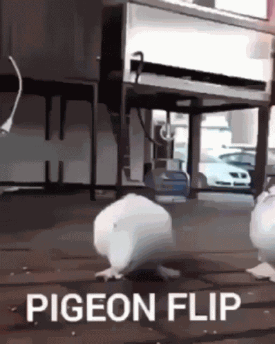 Pigeon Pigeon Flip GIF