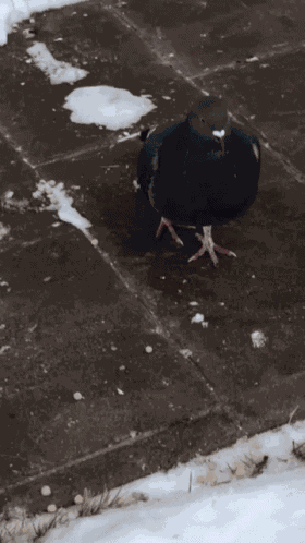 Pigeon GIF