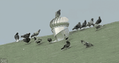 Pigeon Spinning GIF