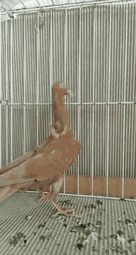 Pigeon Stargard Shaker GIF