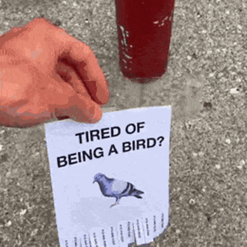 Pigeon Tired GIF