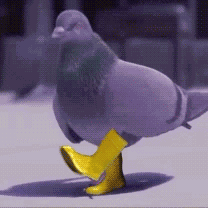 Pigeoninyellowboots Pigeonboots GIF