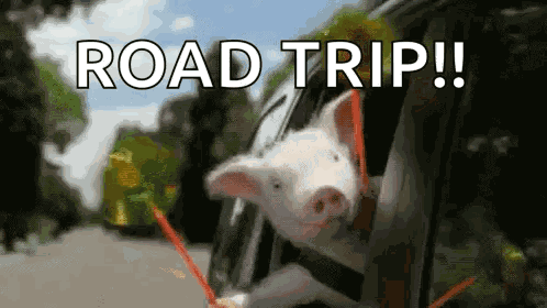 Piggy Pinwheel GIF