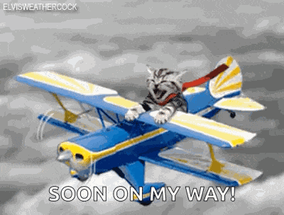Pilot Cat GIF