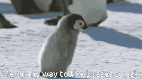 Pinguin-boss Bosses GIF