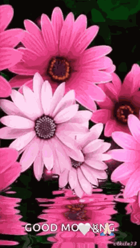 Pink Flowers On Water Flower GIF
