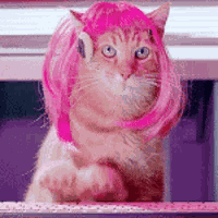 Pink Hair Cat Computer GIF