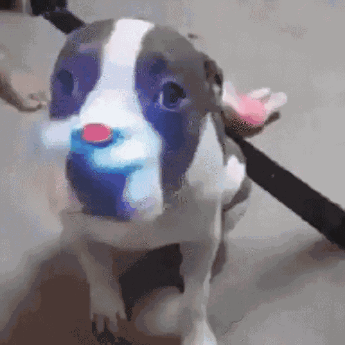 Pitbull Fidget Spinner GIF