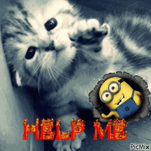 Pjmhmu Help Me GIF