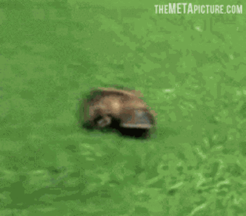 Platypus Cute GIF