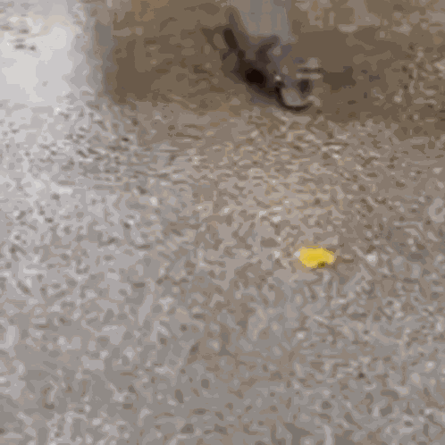 Platypus Hello Hi Chat Platypus GIF