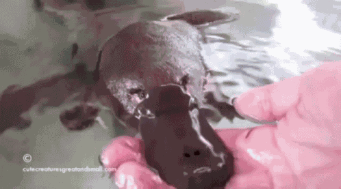 Platypus GIF
