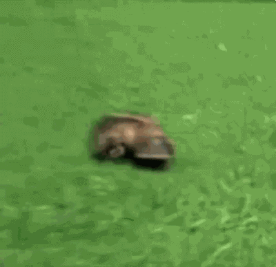 Platypus GIFs