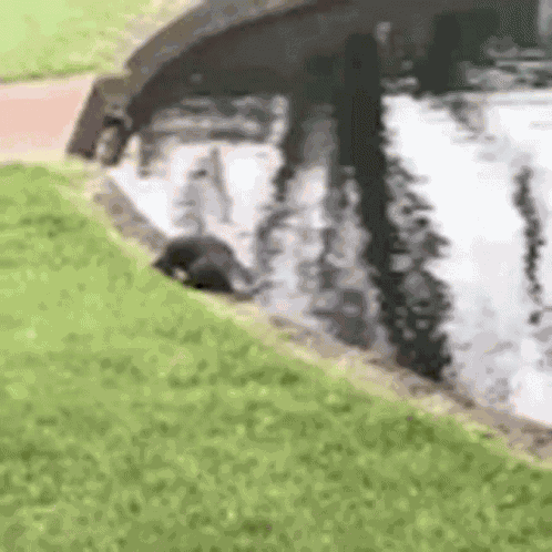 Platypus Walking GIF