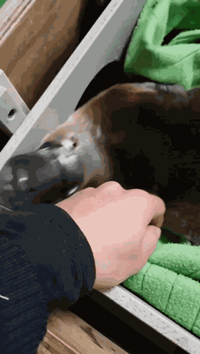 Platypus Yawn GIF