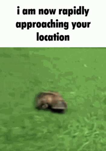 Platypus GIF