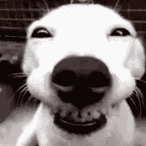 Plave Bamby GIF