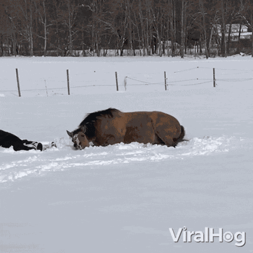 Playing In The Snow Horse GIF